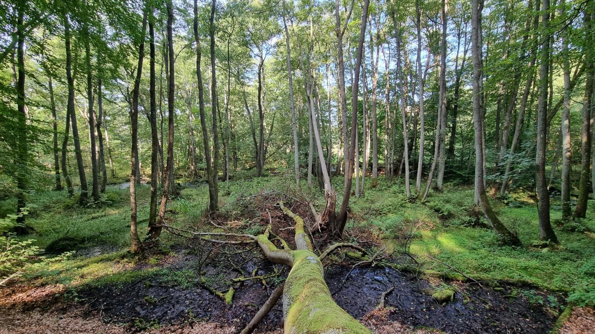 Domki Nad Morzem Lublewo21 Obok Bialogory Lublewo Leborskie Exteriör bild